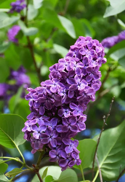 Semi di arbusto lilla viola