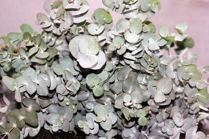 銀滴ユーカリ（ユーカリ・グンニー）サイダーガム 銀青色の葉 花屋用樹木の種