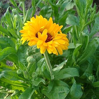 癒しの薬草種子セット