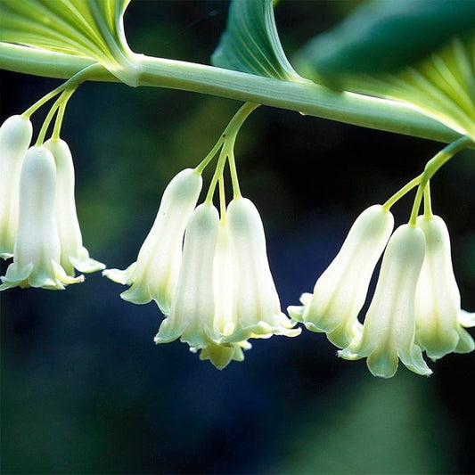 Polygonatum Canaliculatum Flower seeds for Planting Premium Quality Heirloom & GMO Free Seeds for Home Garden 
 
 Sale seeds for home garden planting