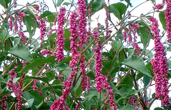 庭の門越しにキスをする姫 羽状草（ヤナギタデ、ヤナギタデ属）マゼンタピンクの花の薬草の種