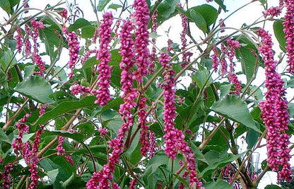 庭の門越しにキスをする姫 羽状草（ヤナギタデ、ヤナギタデ属）マゼンタピンクの花の薬草の種