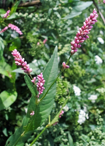 イヌタデ（タデ科）スマートウィード ピンクノキクサ 湿地の花 薬草の種