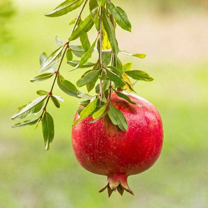 planting pomegranate seeds Pomegranate Seeds For Planting Punica Granatum Home Orchard Fruit Garden Organic Garden Seeds – Pure Asia Seeds