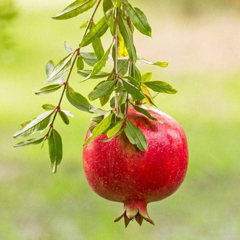 Pomegranate Seeds For Planting Punica Granatum Home Orchard Fruit Garden heirloom non-gmo organic garden seeds