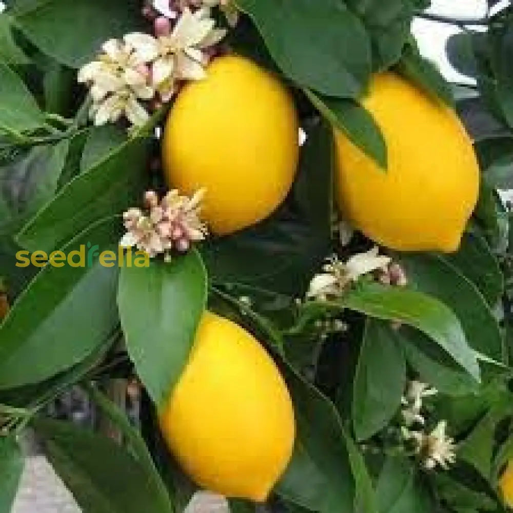 Ponderosa Lemon Tree Seeds For Planting Grow Your Own Lemons heirloom non-gmo organic garden seeds