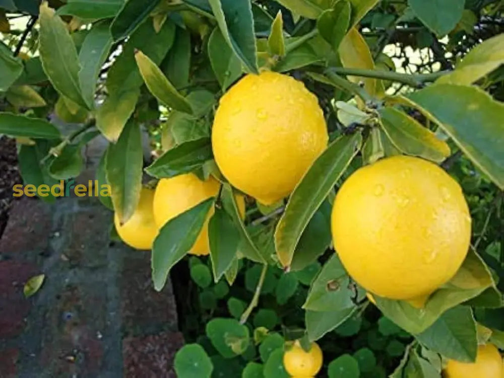 Ponderosa Lemon Tree Planting Seeds Grow Your Own Citrus Indoors Or Outdoors heirloom non-gmo organic garden seeds