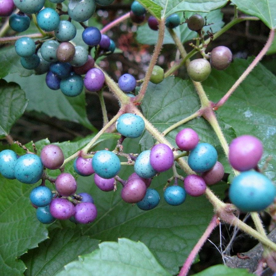 Bunte Porzellanbeeren-Rebe (Ampelopsis brevipedunculata 'Elegans') Samen mit blauen, rosa und violetten Beeren