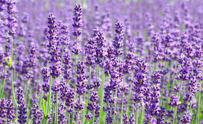 Portuguese Spike Lavender (Lavandula latifolia syn. Spica) Seeds