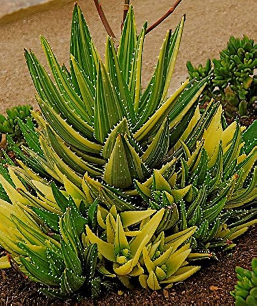 黄緑色のアロエ植え付け種子
