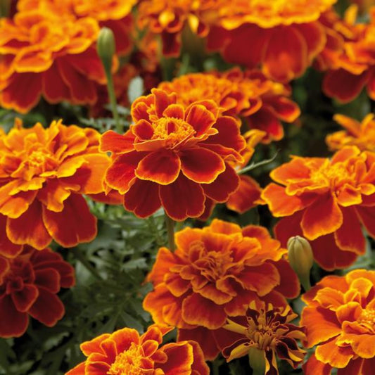 French Marigold 'Safari Scarlet' – Bold & Striking Red Garden Flower