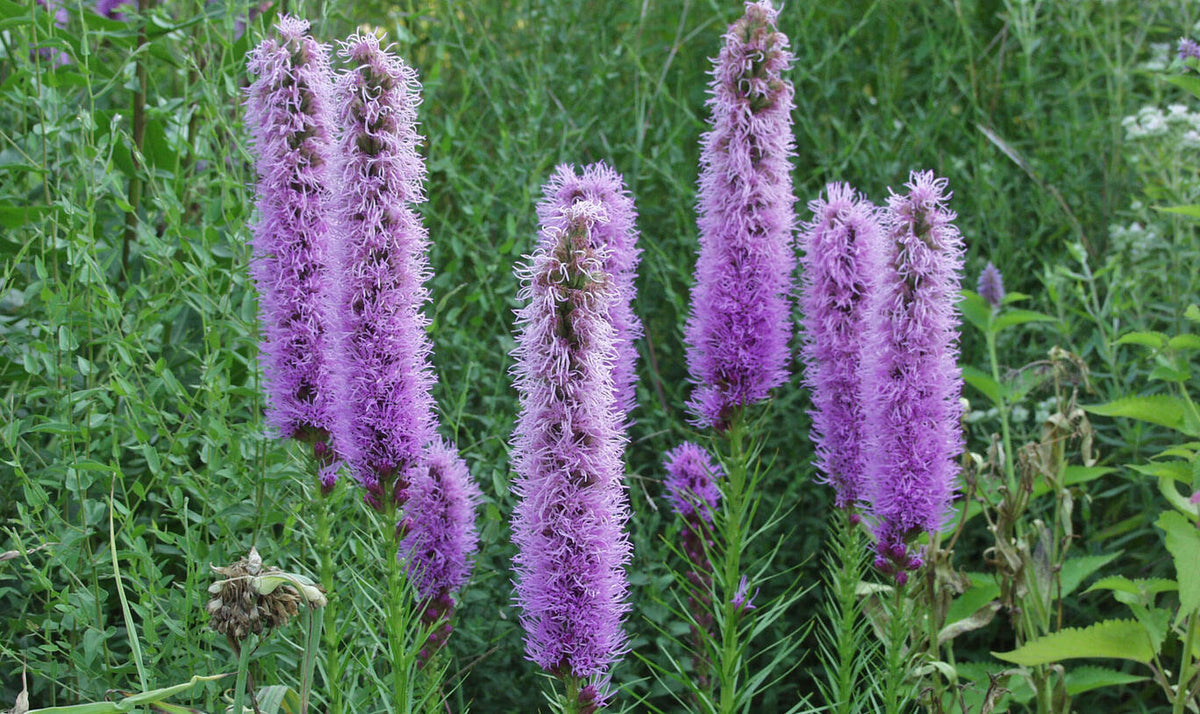 Prachtscharte Flower seeds for Planting Pollinator Friendly Heirloom & GMO Free Seeds for Home Garden 
 
 Sale for planting in home garden