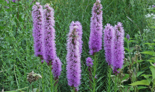 Prachtscharte Flower seeds for Planting Pollinator Friendly Heirloom & GMO Free Seeds for Home Garden 
 
 Sale for planting in home garden
