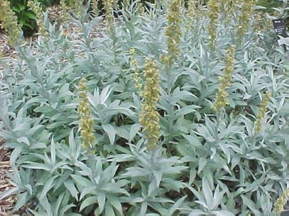 Prairie Sage (Wormwood / Fringed Sagebrush / Sagewort) Artemisia Ludoviciana Flower Seeds