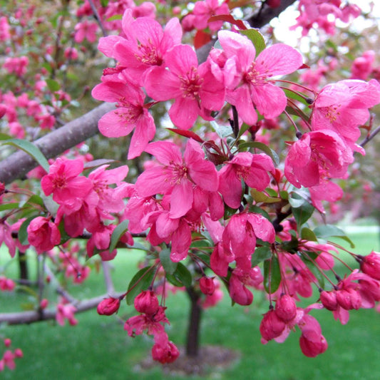 Flowering Crabapple Seeds