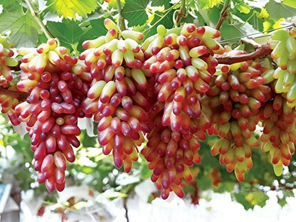 Manicure Finger Grape Fruit Seeds for Planting Grow Sweet Grapes in Your Garden