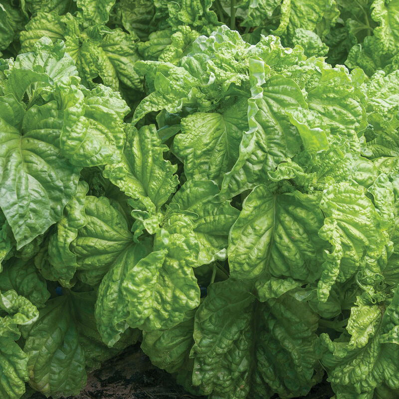 Tuscany Basil (Ocimum basilicum) Seeds