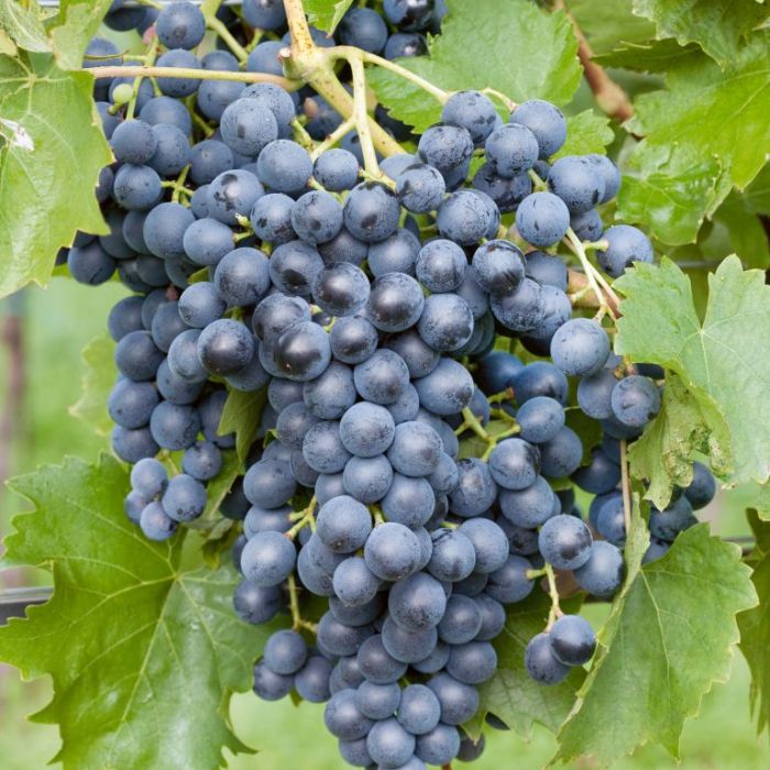 Merlot Grape Seeds for Planting - Grow Your Own Wine Grapes