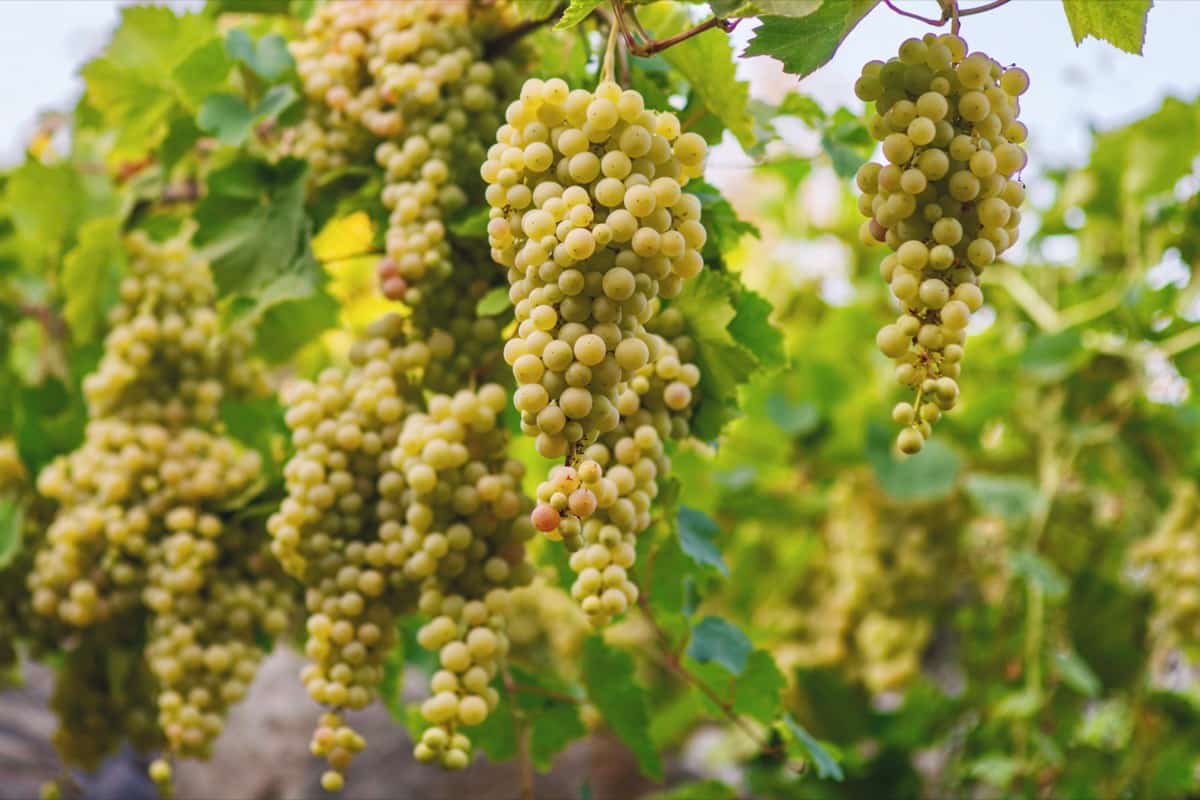 Premium White Grape Muscat Seeds for Planting - Grow Sweet Grapes at Home