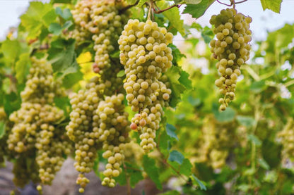 Premium White Grape Muscat Seeds for Planting - Grow Sweet Grapes at Home