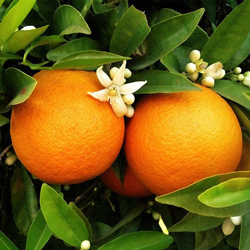 Premium Orange Planting Seeds For Vibrant Growth heirloom non-gmo organic garden seeds