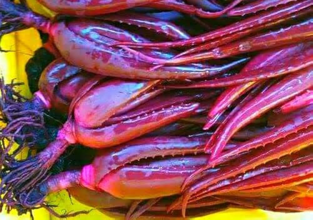 Premium Pink Aloe Vera Seeds Cultivate Beautiful Aloe Plants heirloom non-gmo organic garden seeds