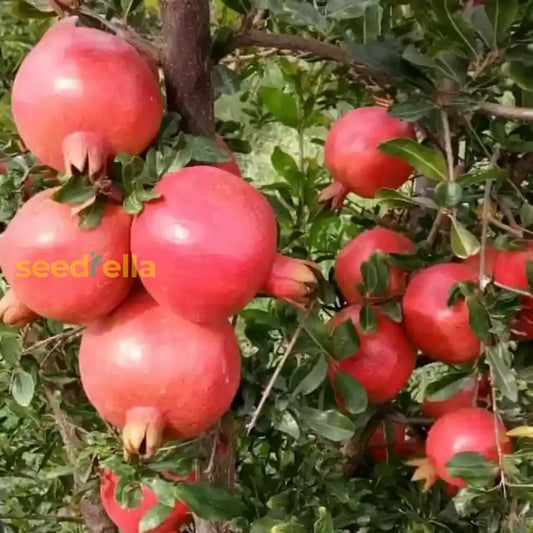 Premium Pomegranate Fruit Seeds Grow Dark Red Variety heirloom non-gmo organic garden seeds