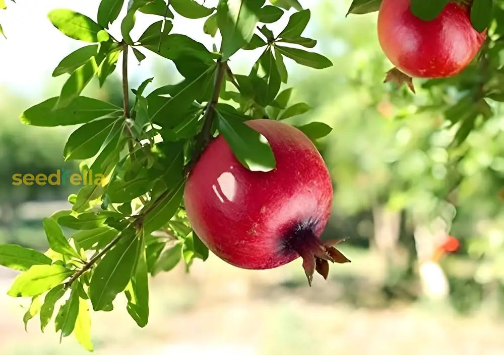 Premium Pomegranate Fruit Seeds Grow Dark Red Variety