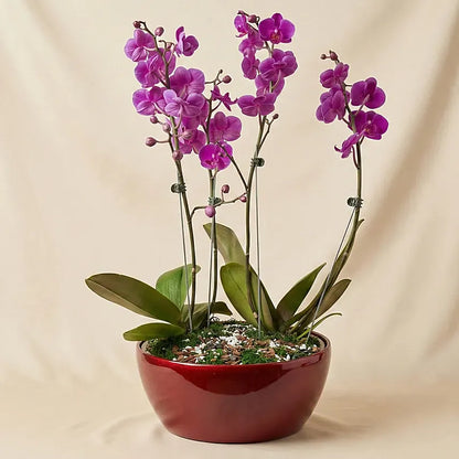 Lavender Phalaenopsis Orchid Flower seeds for Planting - Easy to Grow, Heirloom & GMO Free Seeds for Home Garden