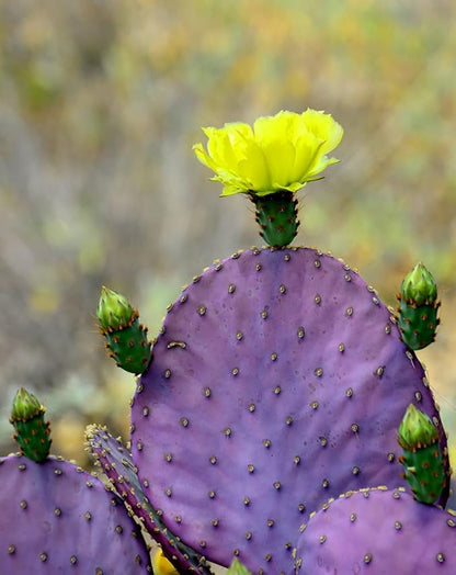 Prickly Pear Cactus Opuntia spp Seeds for Planting in Desert Garden