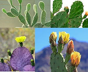 Prickly Pear Cactus Opuntia Spp Seeds For Planting In Desert Garden heirloom non-gmo organic garden seeds