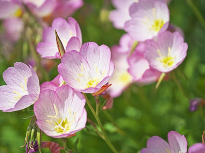 Pink Primrose Flowers Along Garden Border