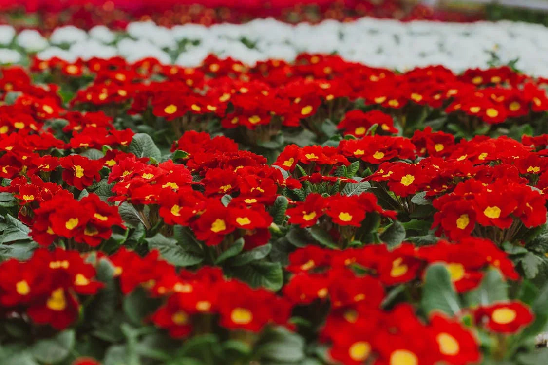 Red Primrose Flowers in Decorative Pots