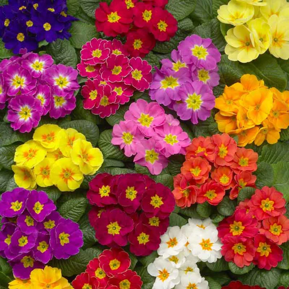 Primula Malacoides Flower Seeds