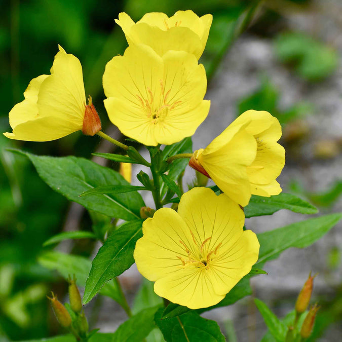 Yellow Evening Primrose Flower Seeds