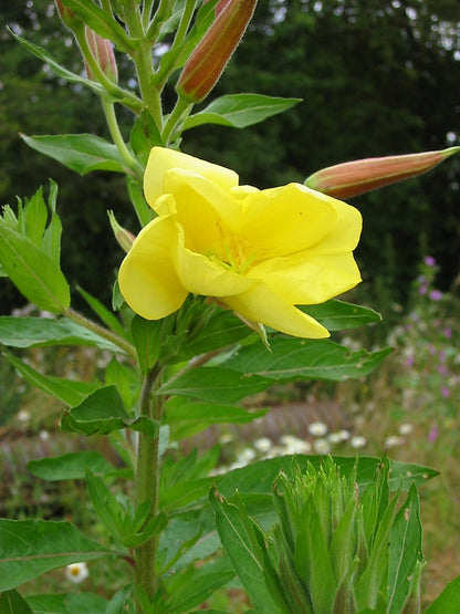 Common Evening Primrose Flower Seeds