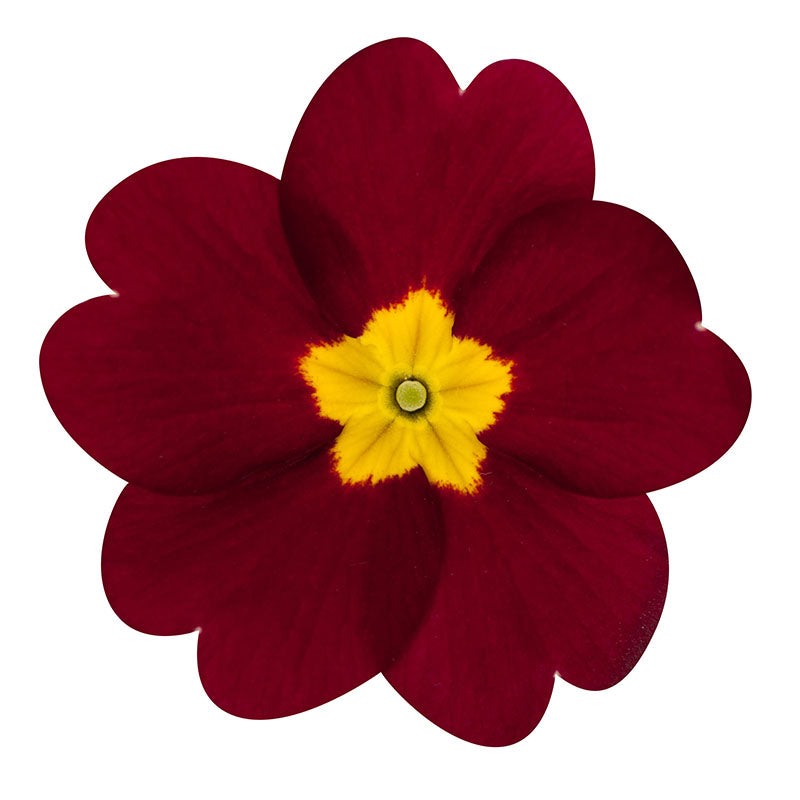 Step-by-Step Guide for Growing Primrose Seedlings