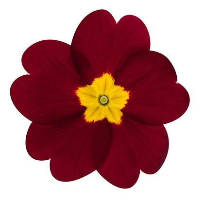 Step-by-Step Guide for Growing Primrose Seedlings