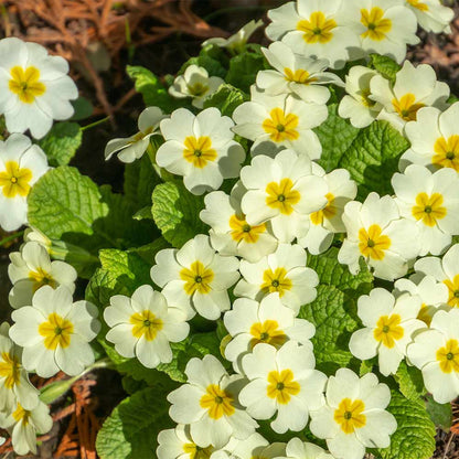 Primrose Flower Seeds Planting and Growing Guide