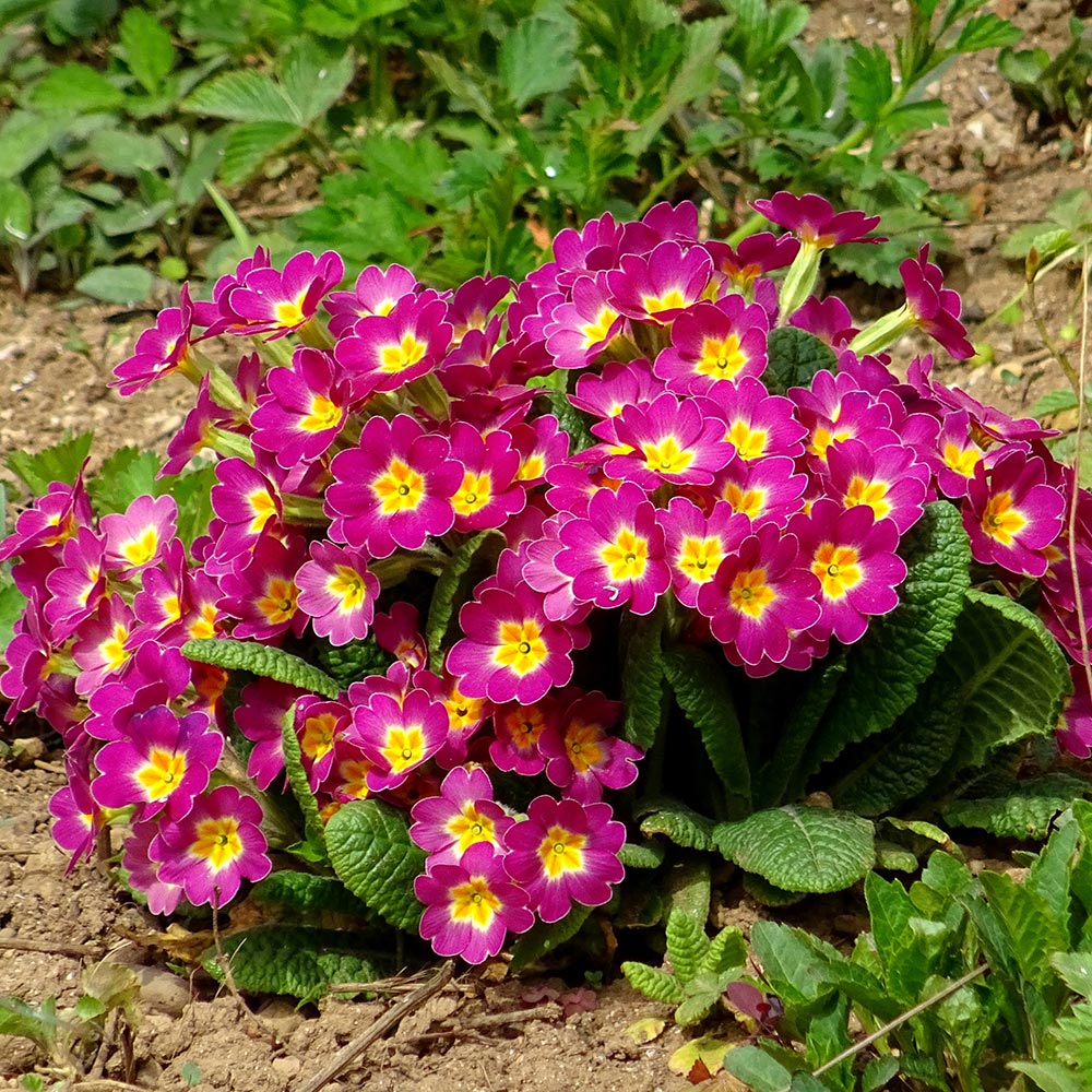 Primrose Maroon and Yellow Bicolor Flowers Blooming