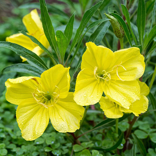 Missouri Evening Primrose Flower Seeds