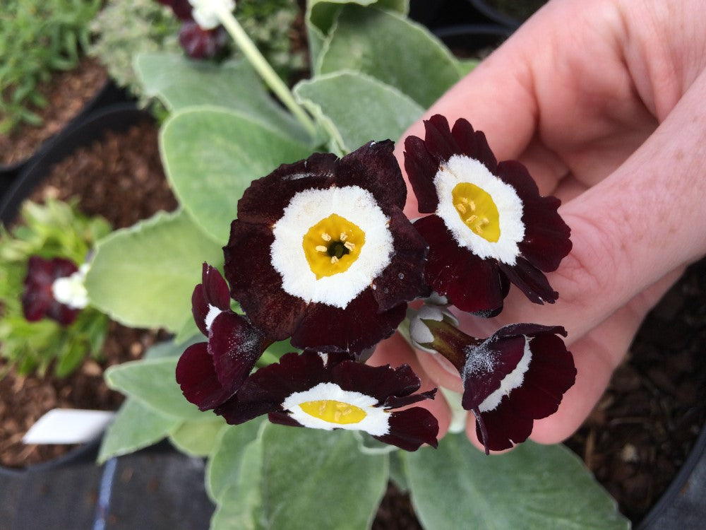 Primula Auricula Black Flower Seeds - Planting 