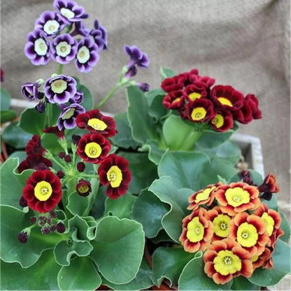Primrose Auricula Flower Seeds