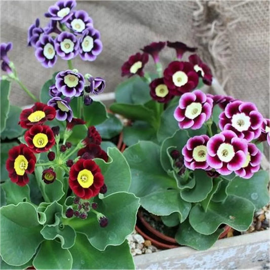 Primrose Auricula Flower Seeds
