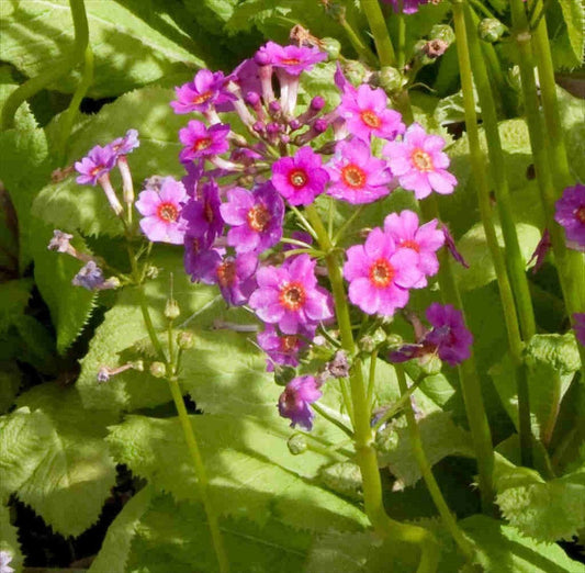 Primula Japonica Flower seeds for Planting Compact Growth Heirloom & GMO Free Seeds for Home Garden