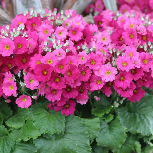 Primula Malacoides Flower seeds for Planting - Colorful Display, Heirloom & GMO Free Seeds for Home Garden