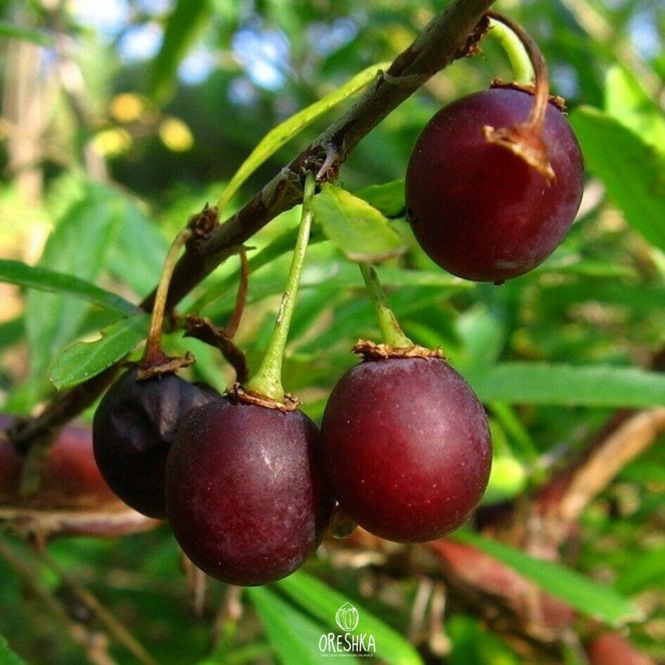 Cherry Prinsepia (Chinese Sinensis) Edible Red Fruit Tree Shrub Flower Seeds