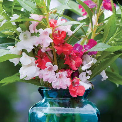 Mixing Camellia Flowers Seeds