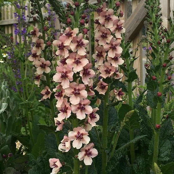 Antique Rose Verbascum Flower seeds for Planting - Cottage Garden Essential, Heirloom & GMO Free Seeds for Home Garden
 
 Sale