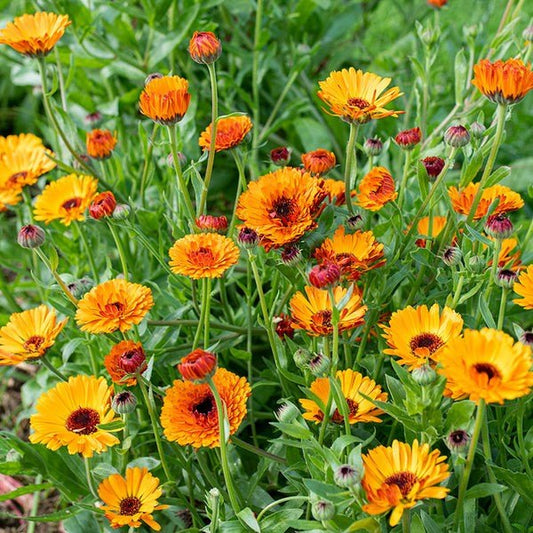 Calendula Flower seeds for Planting Colorful Display Heirloom & GMO Free Seeds for Home Garden